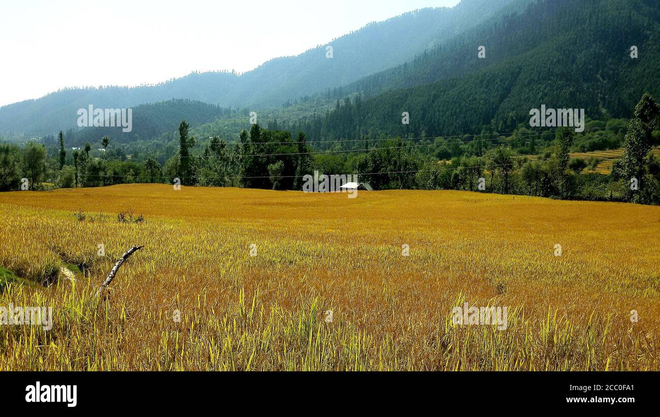 Paddy Felder und schönen Himmel ein Baum und bunte Atmosphäre. Tag Zeit ein Blick auf Dorf Straße jangle Wälder und. Himmel blau weiß und Sonne Bäume Rahmen. Stockfoto