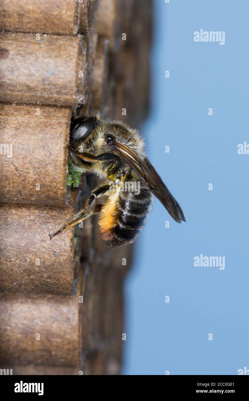 Bunte Blattschneiderbiene, Weibchen mit Blattstückchen an Niströhre, Wildbienen-Nisshilfe, Bunte Blattschneider-Biene, Blattschneiderbiene, Blattschne Stockfoto