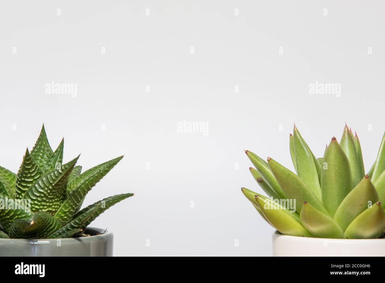 Saftige Pflanzen auf weißem Hintergrund mit Kopierraum. Tagesdekoration im Spa Stockfoto