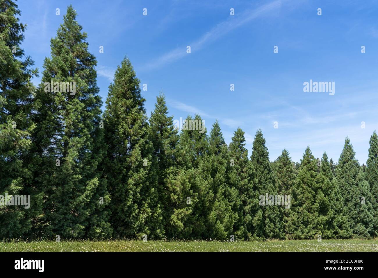 Reihe von jungen Mammutbäumen hinter einer Wiese Stockfoto
