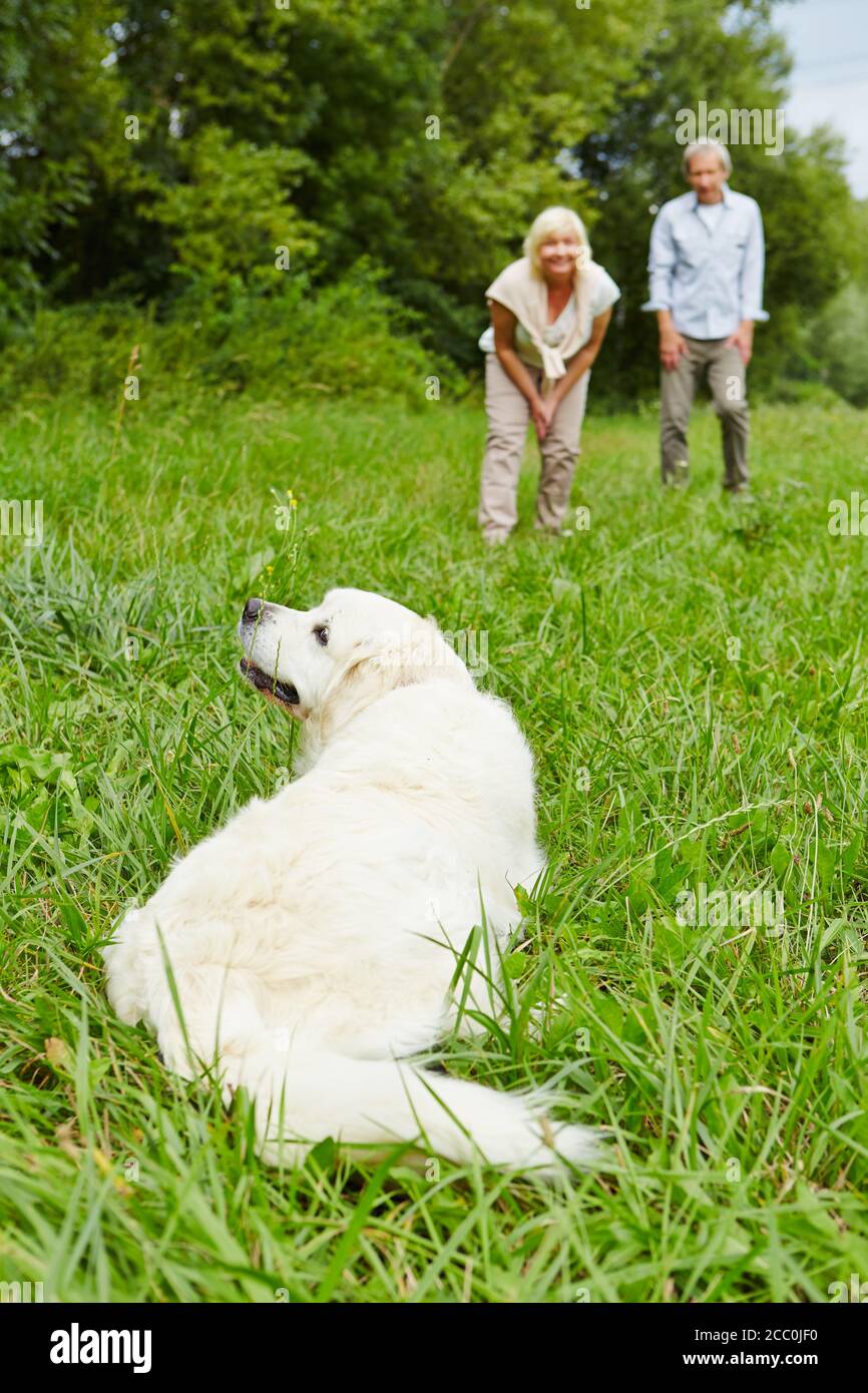 Ein Paar trainiert im Garten einen goldenen Retriever Hund Sommer Stockfoto