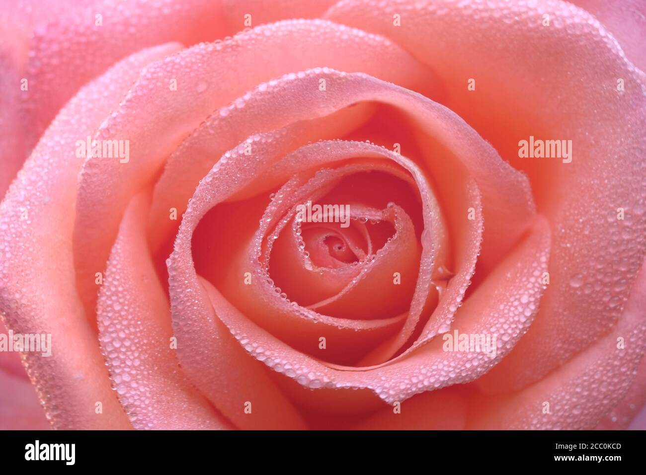 Rosa zarte schöne Rose Nahaufnahme. Tau tropft auf die Blütenblätter. Bild für Postkarten, Hochzeitseinladungen, Vollformat. Stockfoto