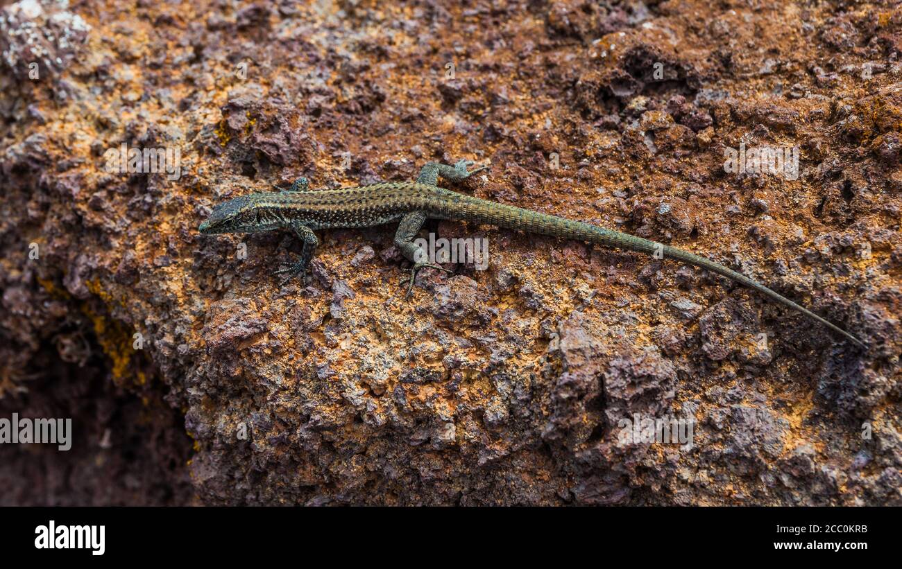 Nahaufnahme der braunen Eidechse der Insel Madeira, bekannt als 'Lagartixa'. Stockfoto