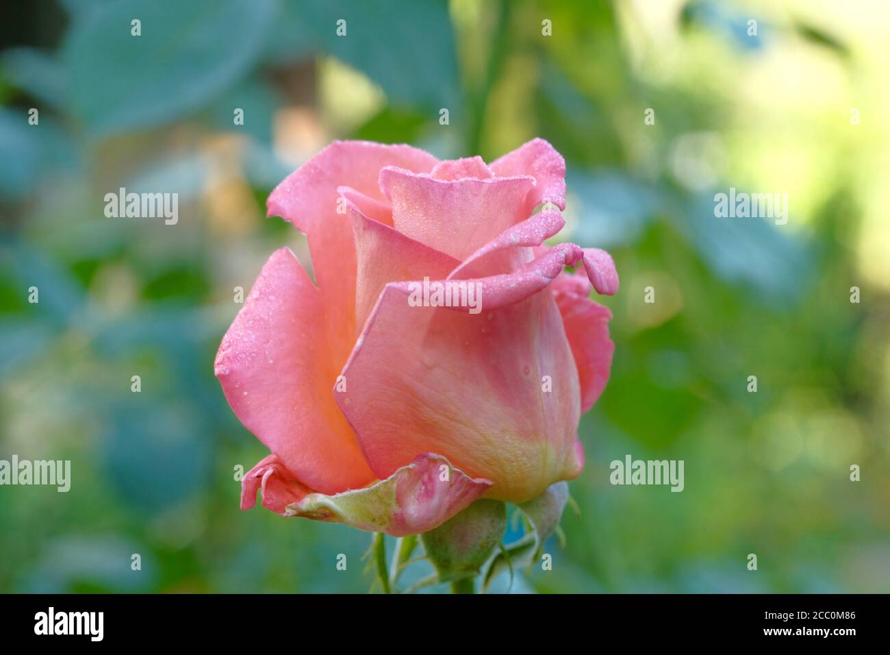 Rosa schöne Rose Knospe Nahaufnahme auf einem verschwommenen grünen Hintergrund. Tau tropft auf die Blütenblätter. Bild für Karten, Hochzeitseinladungen, Vollformat. Stockfoto