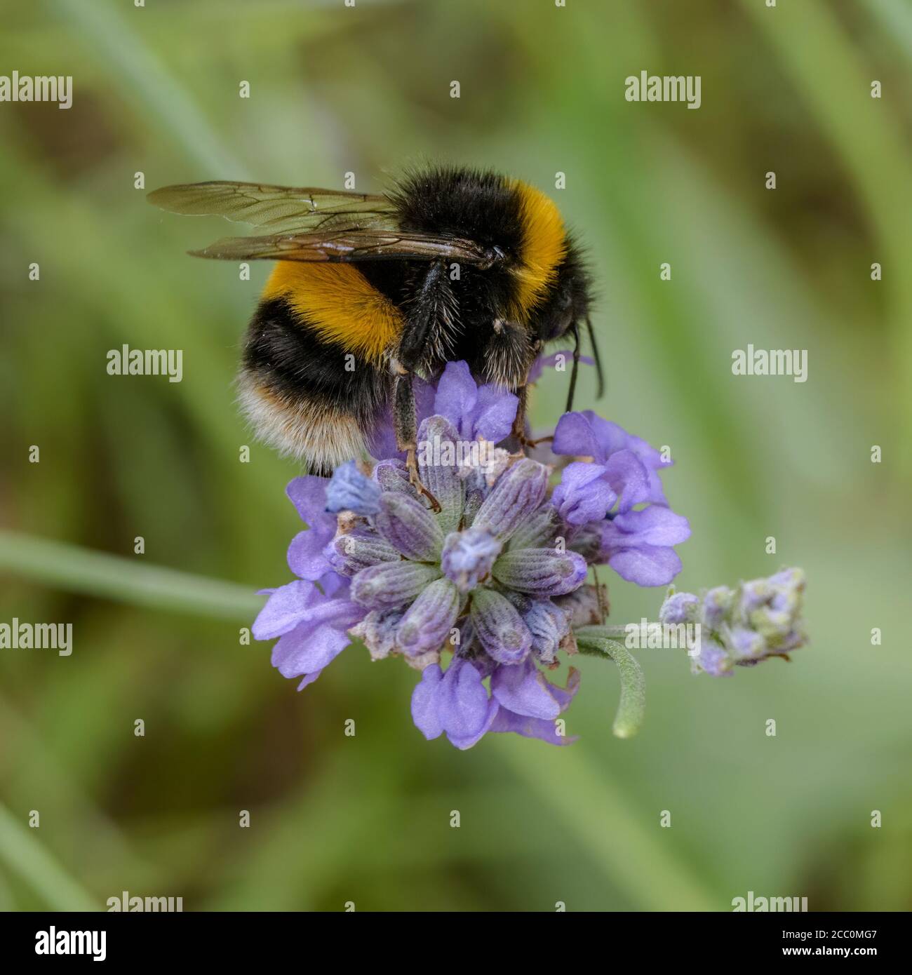 Makrobild von Bumble Bee auf Lavendelblüte sammeln Nektar Stockfoto
