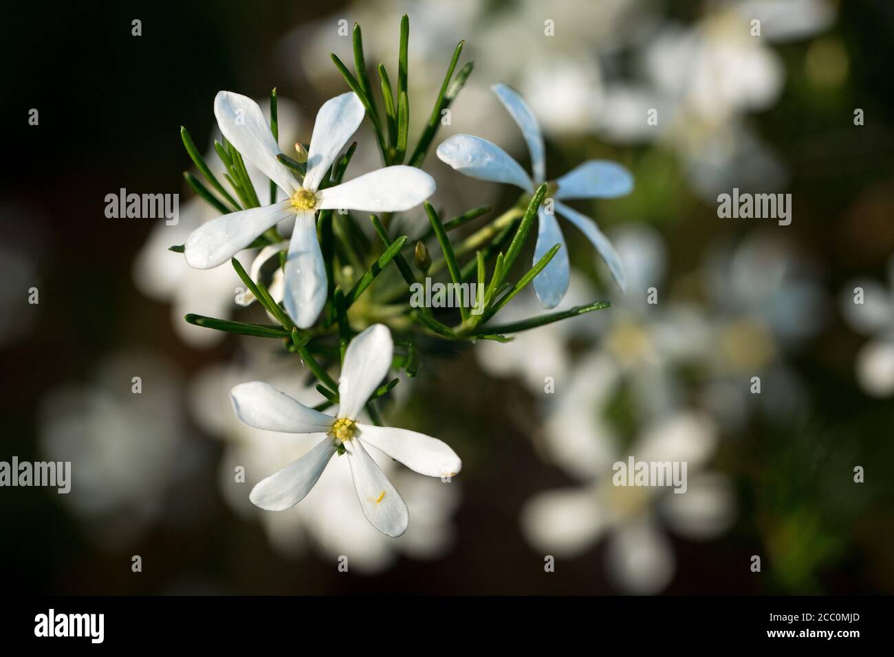 Weiße Blüten einer Wedding Bush Pflanze Western Australia Stockfoto