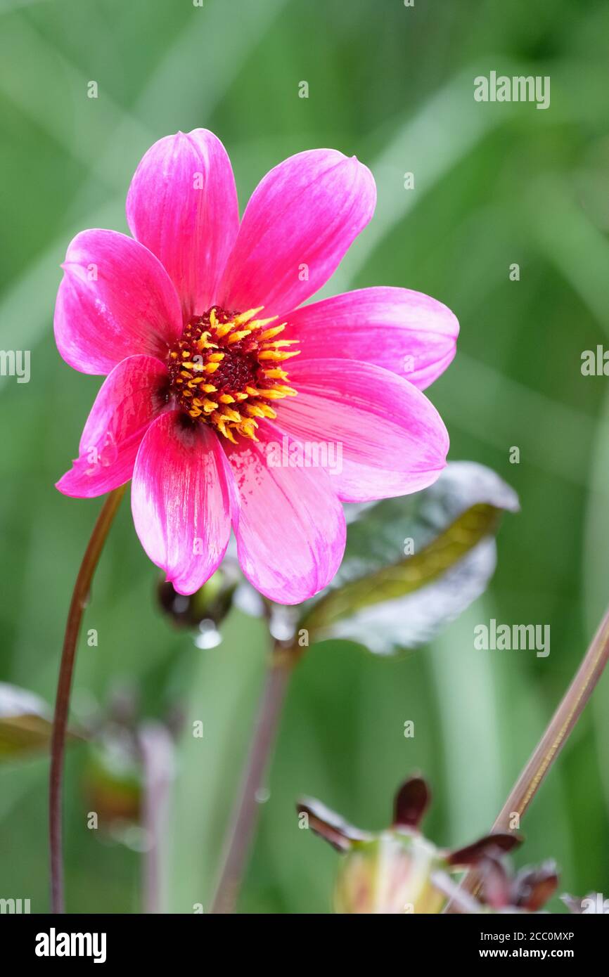Dahlia 'Magenta Star', einzelne dunkelrosa Blume Stockfoto