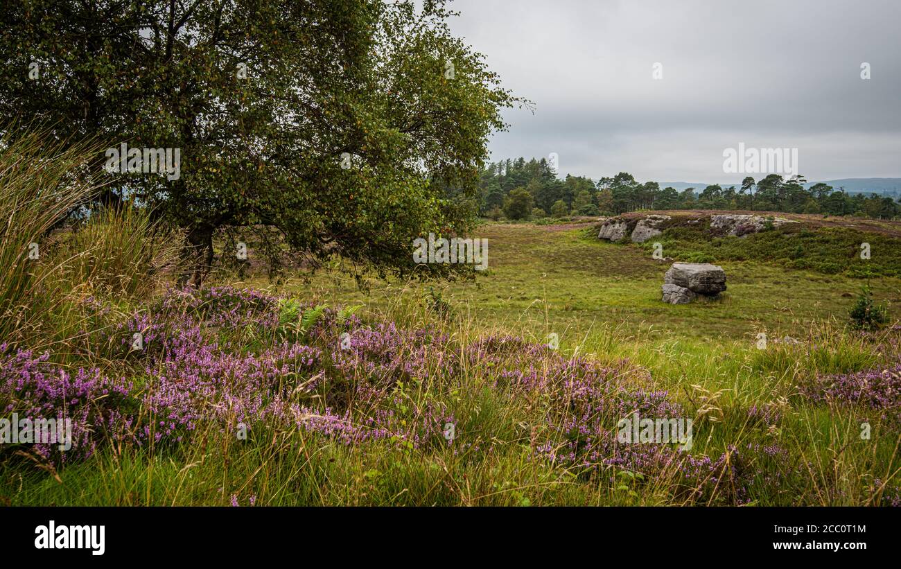 Eine alte mythische Konfiguration von drei großen Steinen mit alten Schnitzereien auf Craigmadie Muir, Schottland. Der Zweck der Steine ist sti Stockfoto