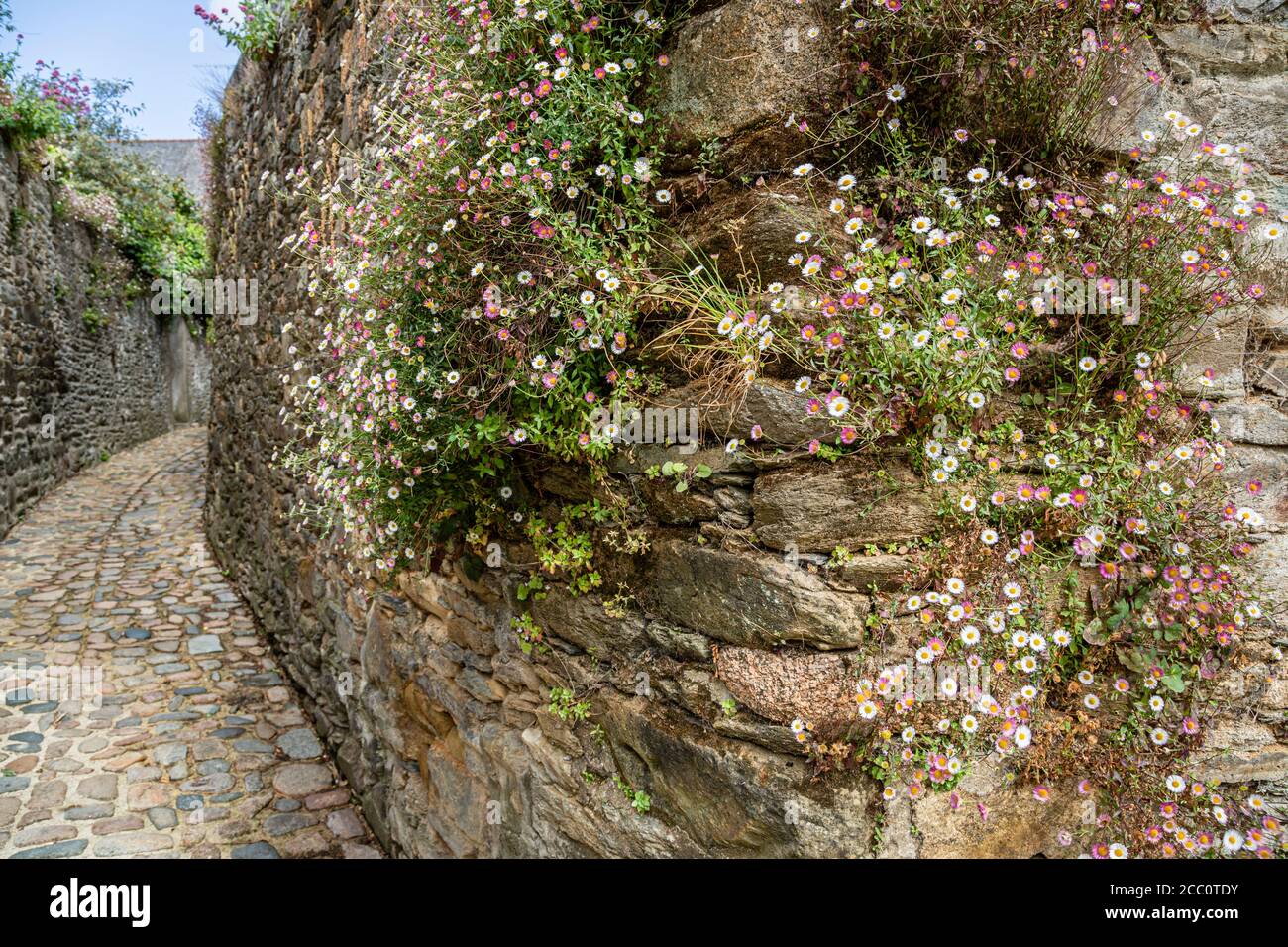 Die Gänseblümchenblüten von Flöhaban, die an einer alten Mauer in Tréguier, Côtes-d'Armor, Bretagne, Frankreich, wachsen Stockfoto