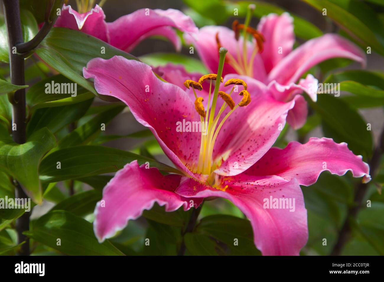 Nahaufnahme von rosa Lilien Stockfoto