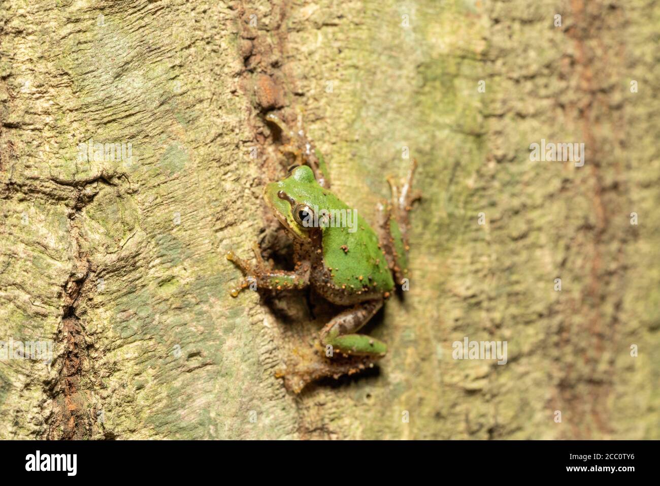 Japanischer Baumfrosch (Dryophytes japonicus), der nachts auf einen Baum klettert, Stadt Isehara, Präfektur Kanagawa, Japan Stockfoto