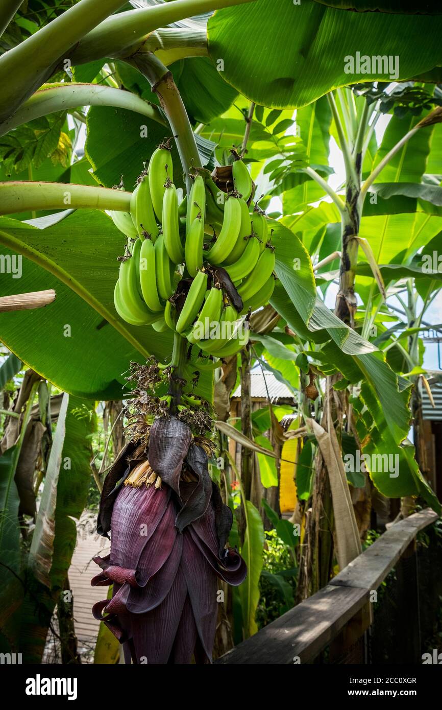 Bananenpflanze Musa mit Früchten im Regenwald-Biom im Eden-Projektkomplex in Cornwall. Stockfoto