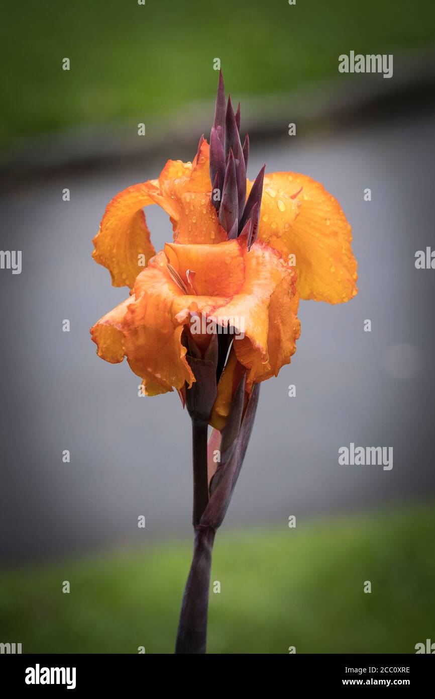 Regen Tröpfchen auf den Blütenblättern der Blütenblüte einer Canna Lily. Stockfoto
