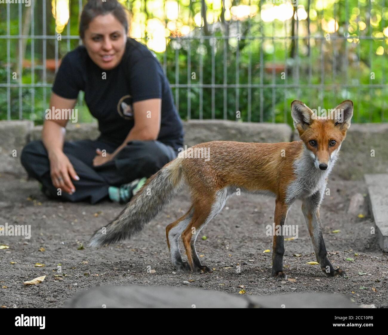 Stolzenhagen, Deutschland. August 2020. Daniele Franze, Mitglied des Wildtierrettungsverbandes, sitzt zusammen mit einem jungen Rotfuchs (Vulpes vulpes) in einer Gehege. Daniele und Gunter Franze sollen verwaisten Fuchskindern ein vorübergehendes Zuhause im Barnim geben. Erklärtes Ziel der beiden Wildtierretter ist es, ihre Schützlinge wieder in die Wildnis zu entlassen. Ob das tatsächlich funktioniert, bleibt unklar. Ihr Engagement ist nicht unbestritten. Quelle: Patrick Pleul/dpa-Zentralbild/ZB/dpa/Alamy Live News Stockfoto