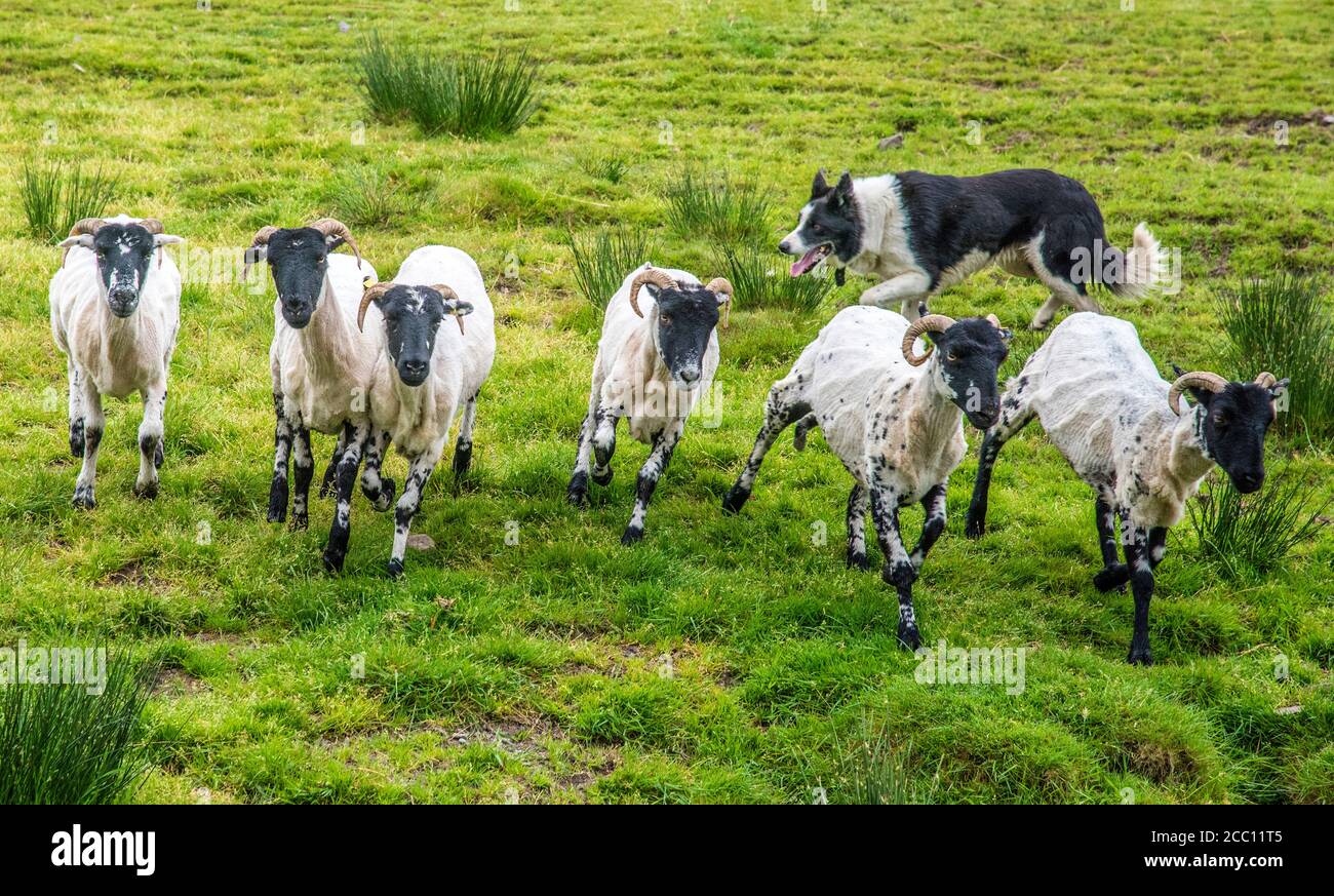 Republik Irland, Grafschaft Kerry, Ausbildung eines Hütehundes (Border  Collie), Suffolk Schafe Stockfotografie - Alamy