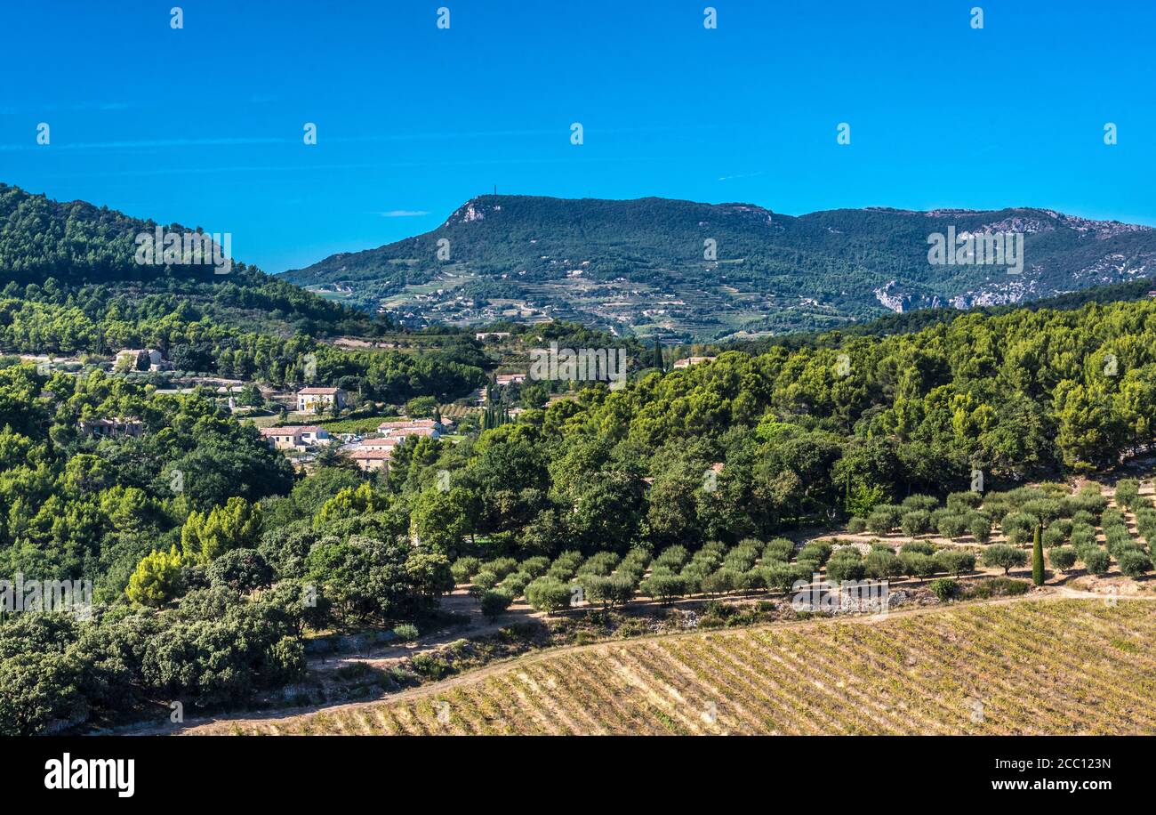 Frankreich, Provence, Vaucluse, Le Barroux, ländliche Landschaft mit Olivenbäumen und Reben Stockfoto