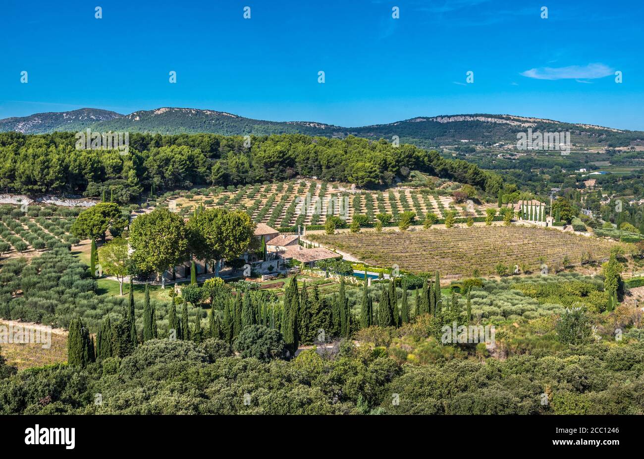 Frankreich, Provence, Vaucluse, Le Barroux, ländliche Landschaft mit Olivenbäumen und Reben Stockfoto
