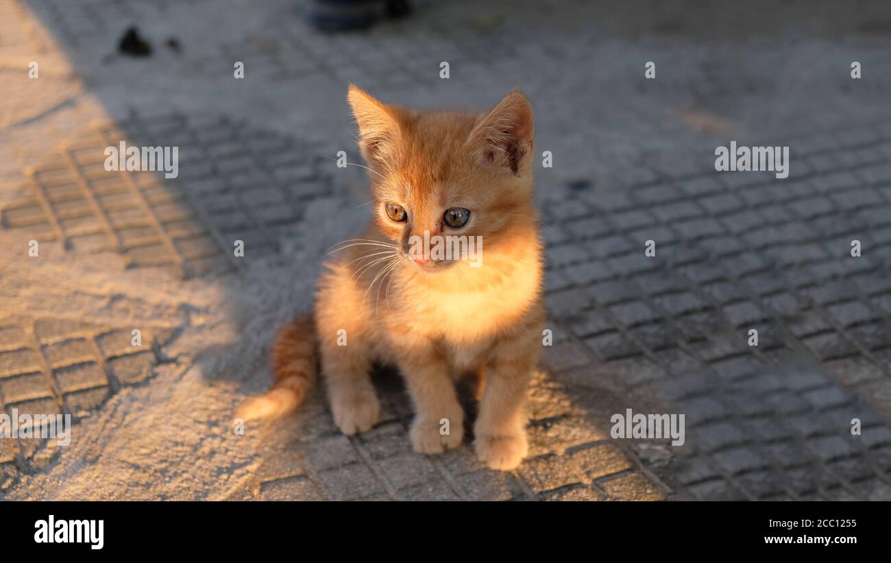 Kleine Katze aus Gold Stockfoto