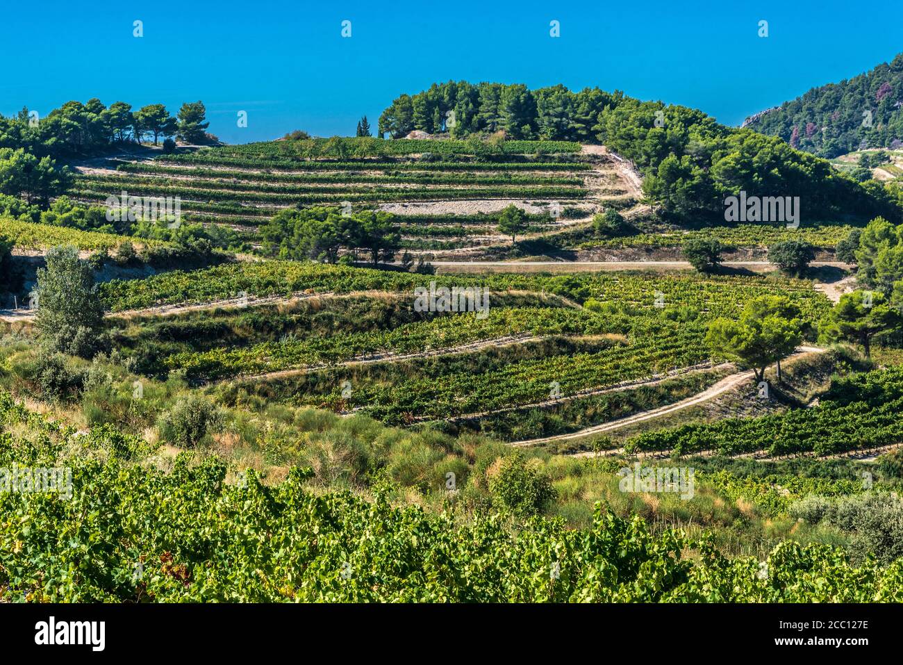 Frankreich, Provence, Vaucluse, Dentelles de Montmirail, Weinberglandschaft Stockfoto