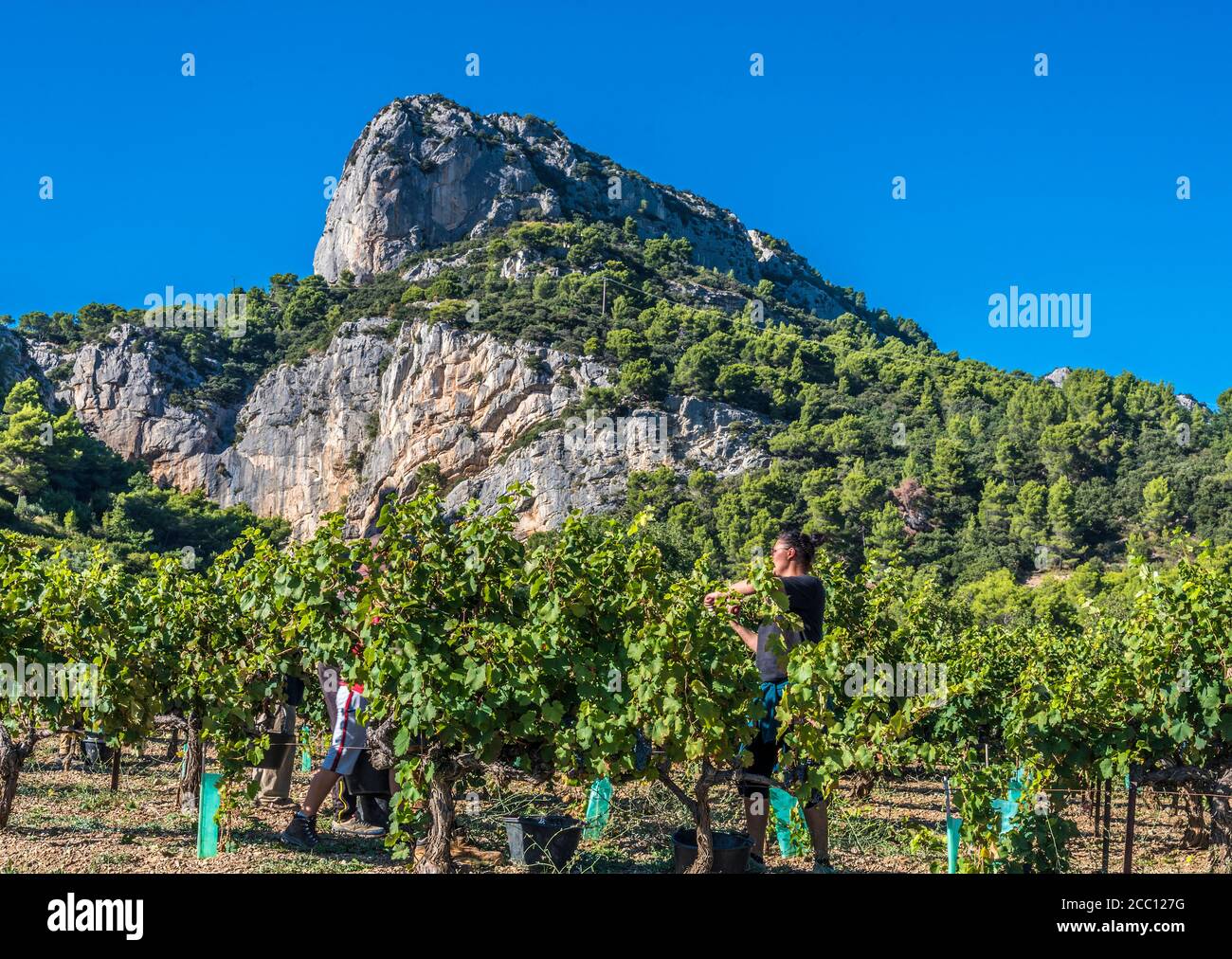 Frankreich, Provence, Vaucluse, Dentelles de Montmirail, Weinlese am Fuße der Berge Stockfoto