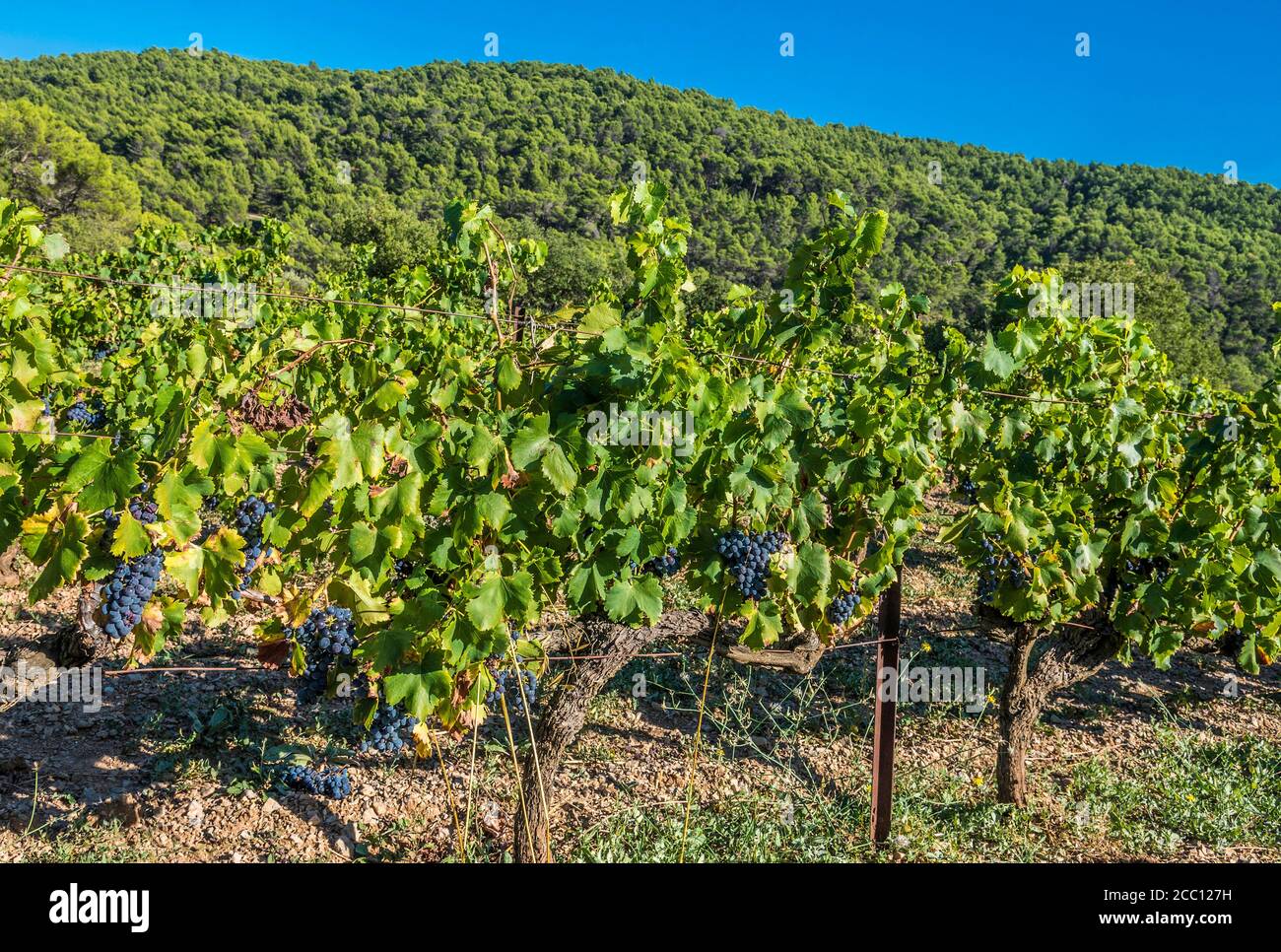 Frankreich, Provence, Vaucluse, Dentelles de Montmirail, Reben Stockfoto
