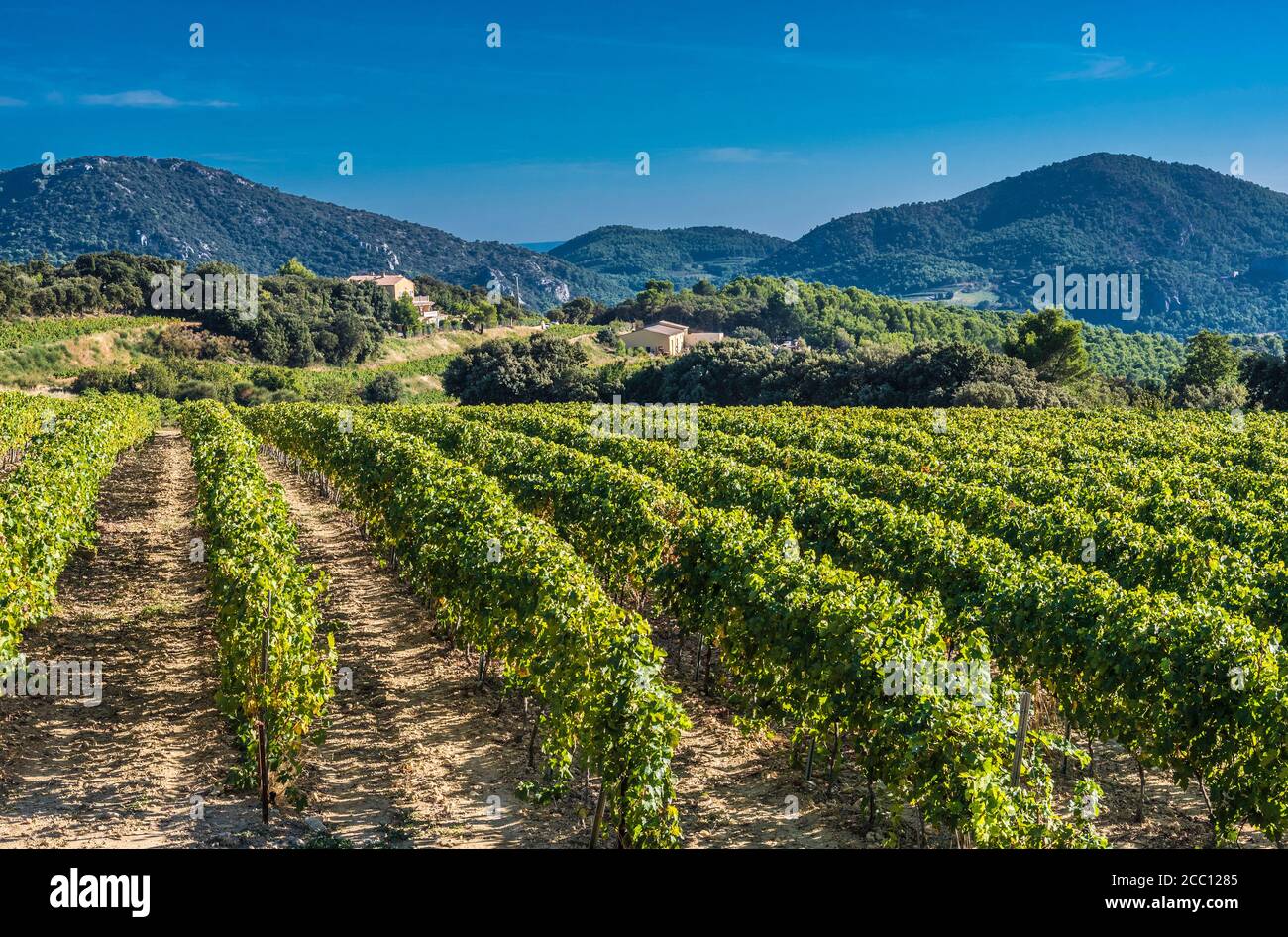 Frankreich, Provence, Vaucluse, Dentelles de Montmirail, Weinberglandschaft Stockfoto