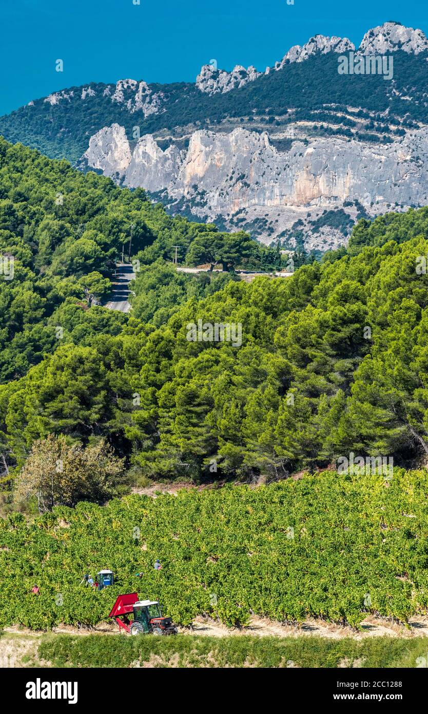 Frankreich, Provence, Vaucluse, Dentelles de Montmirail, Weinlese am Fuße der Berge Stockfoto
