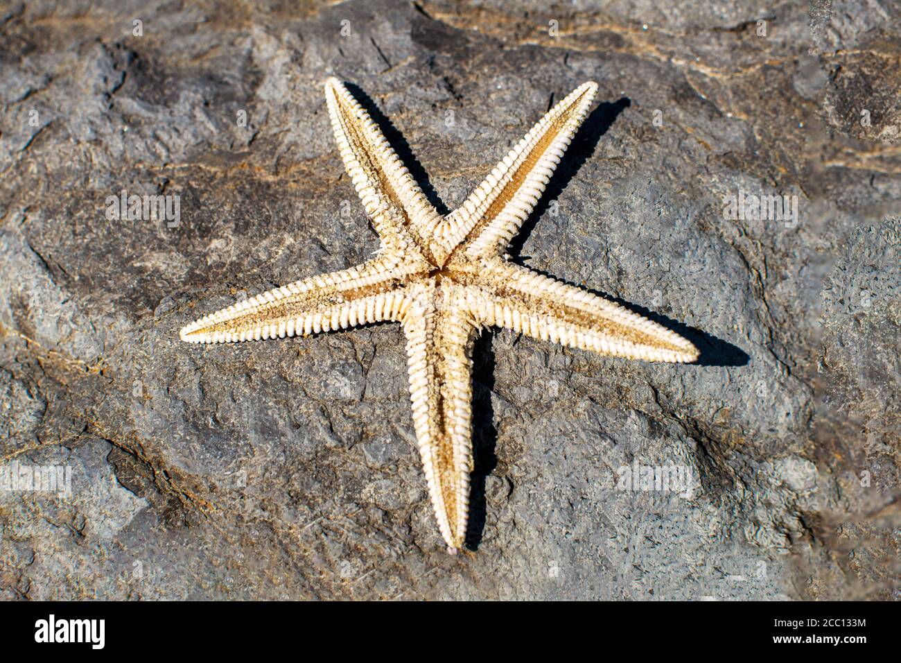 Nahaufnahme Seesterne vor einem Steinhintergrund. Niedliche weiße Seesterne. Stockfoto