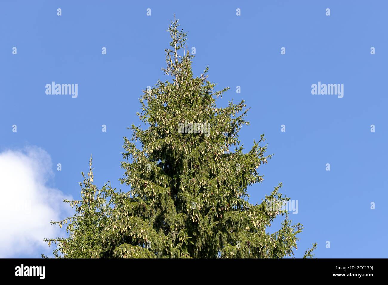 Die Spitze eines Fichtenbaums mit vielen Zapfen gegen einen blauen Himmel. Stockfoto