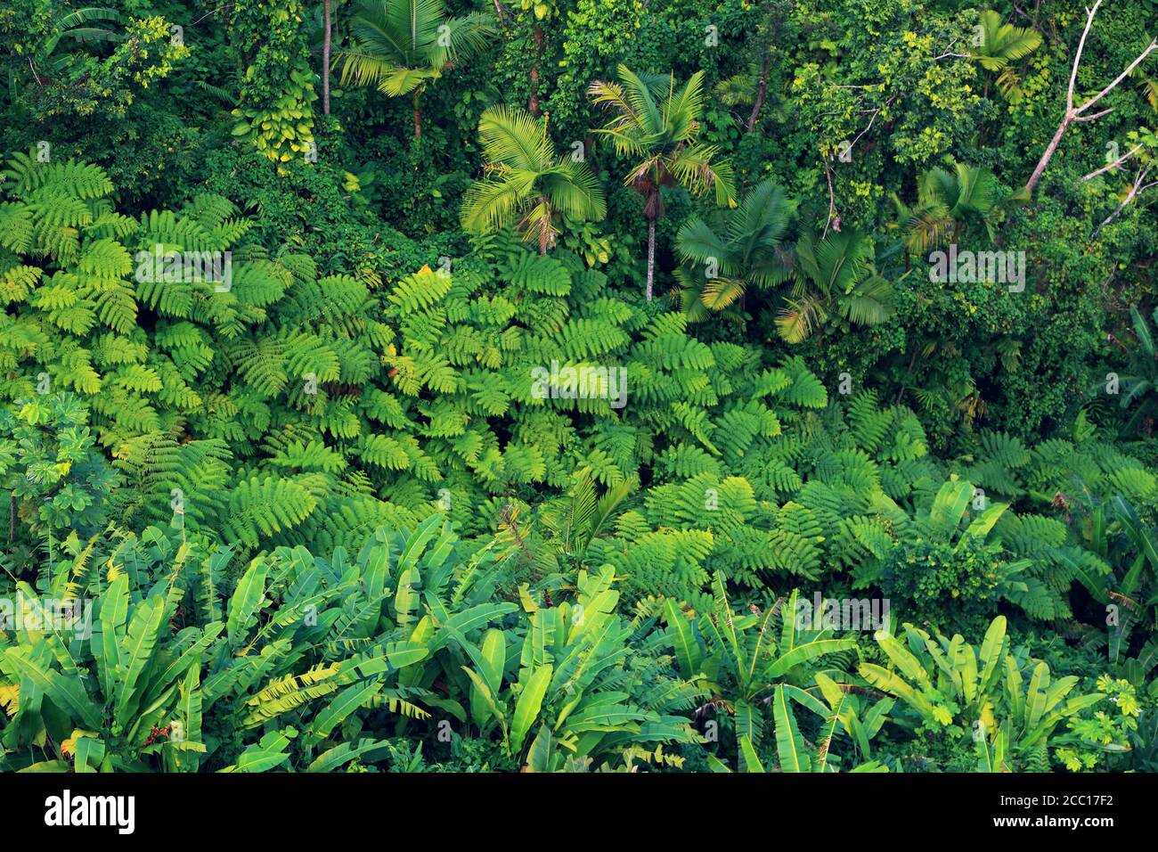 USA, Porto Rico, El Yunque, Wald Stockfoto
