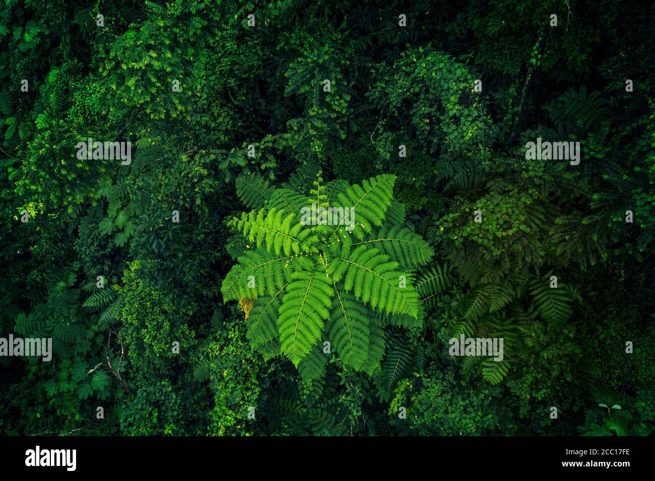 USA, Porto Rico, El Yunque, Wald Stockfoto