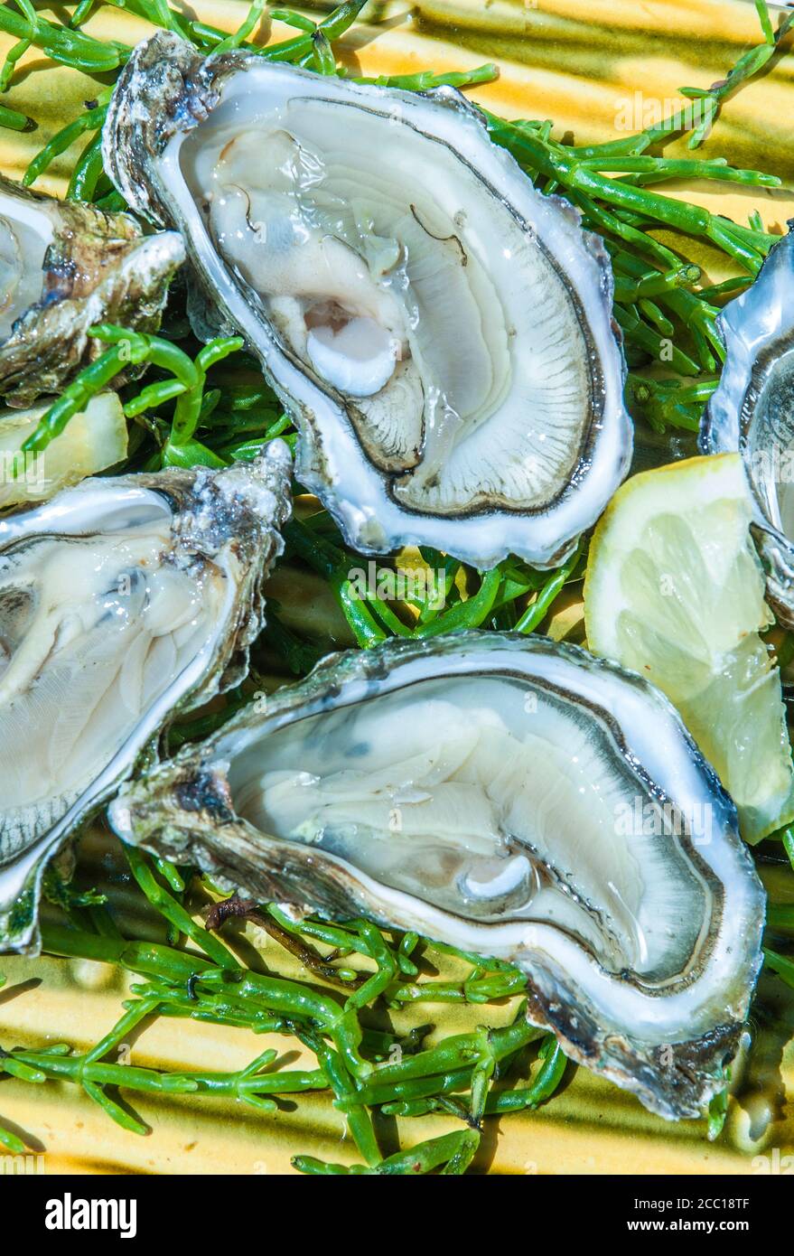 Frankreich, Arcachon Bay, Auster Stockfoto