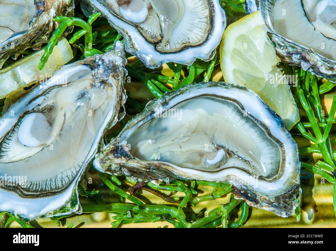 Frankreich, Arcachon Bay, Auster p Stockfoto