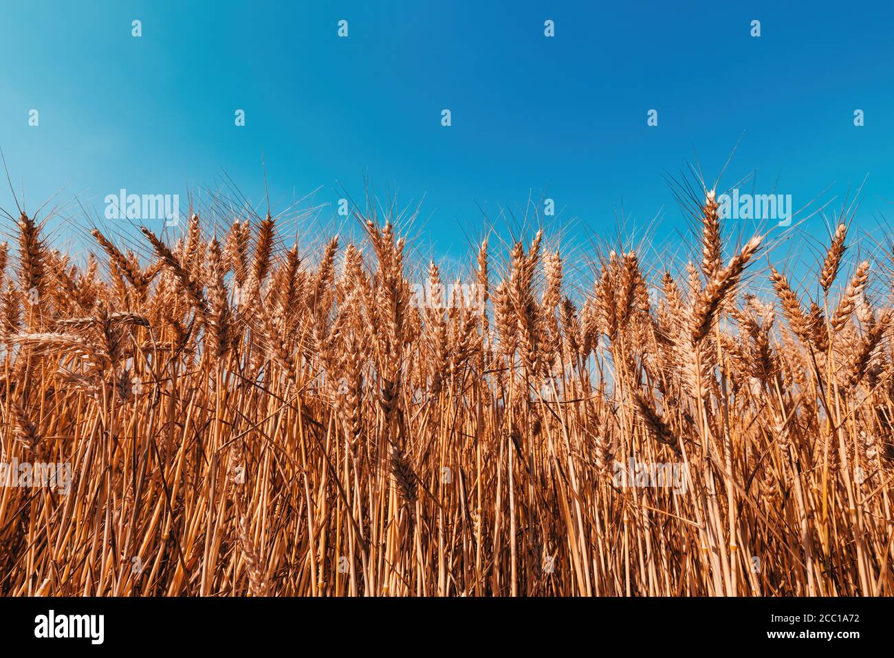 Reife Ernte bereit Weizenernte Feld im Sommer, selektive Fokus Bild mit blauen Himmel als Kopieplatz Stockfoto