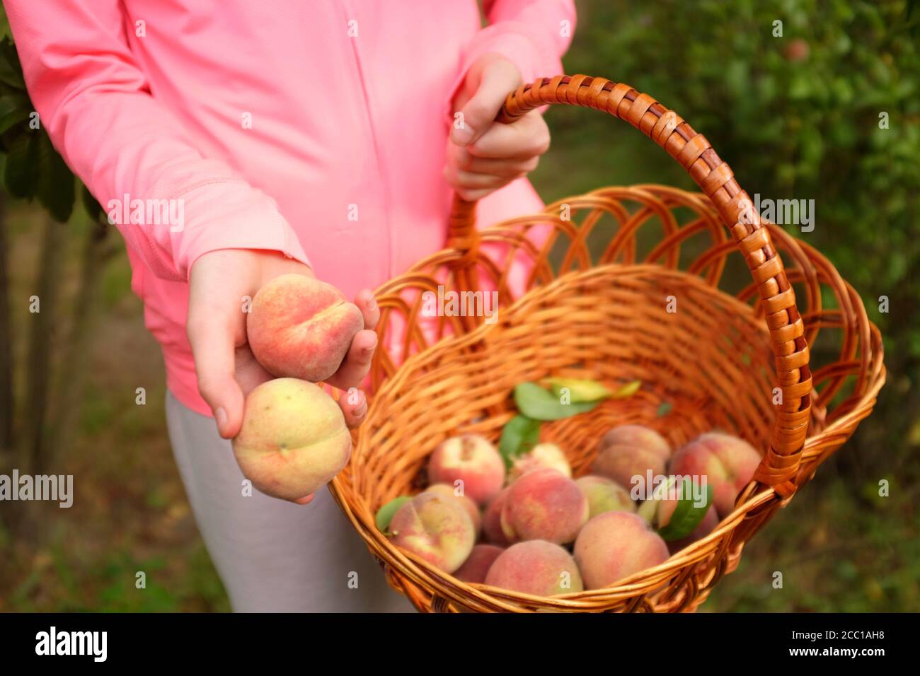 Teenager Mädchen hält Pfirsiche und ein Weidenkorb in den Händen. Sommer- und Erntekonzept. Selektiver Fokus und Unschärfe Stockfoto