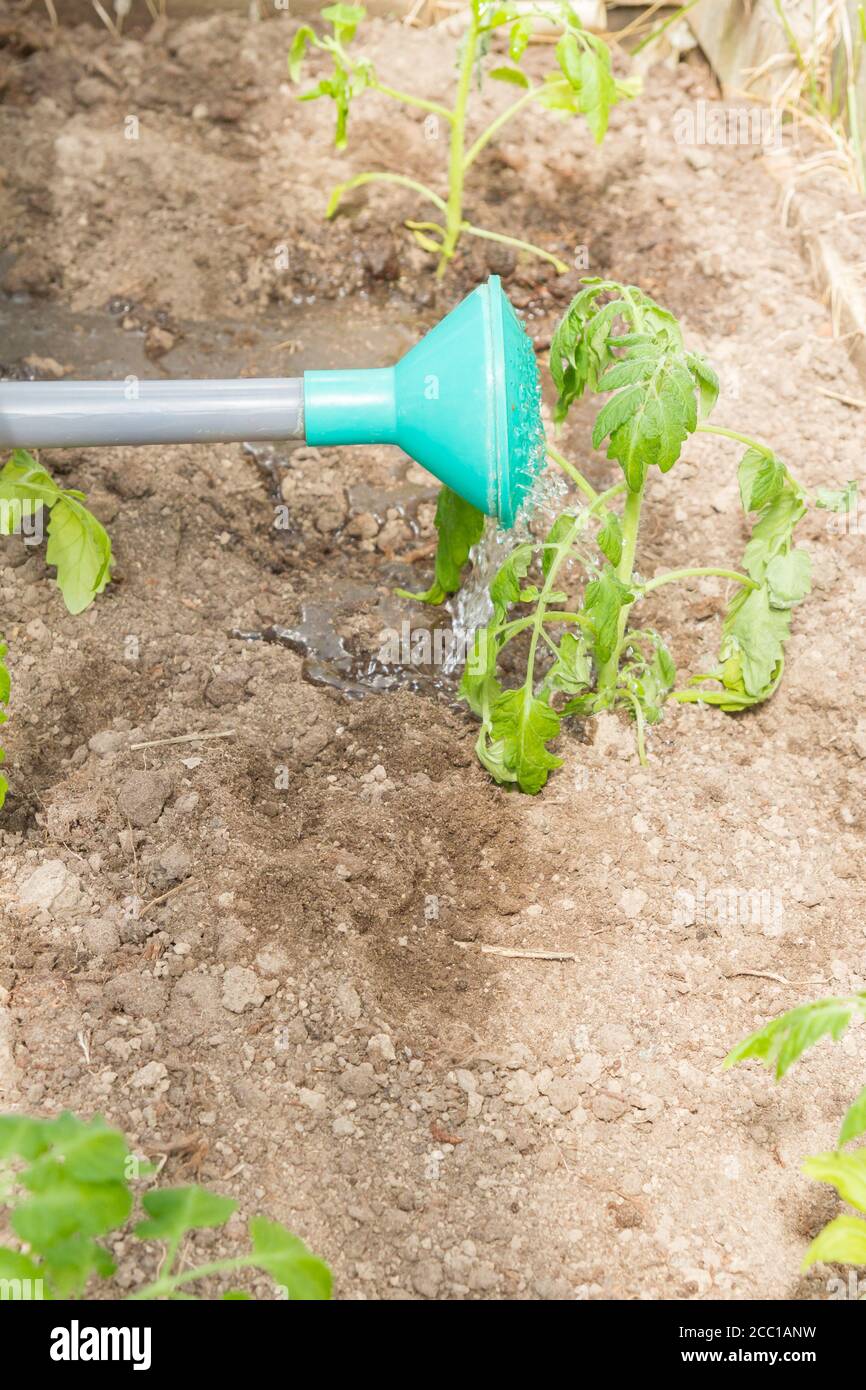 Frisch gepflanzte Tomatensämlinge werden aus einer Gießkanne im Gewächshaus gegossen Stockfoto
