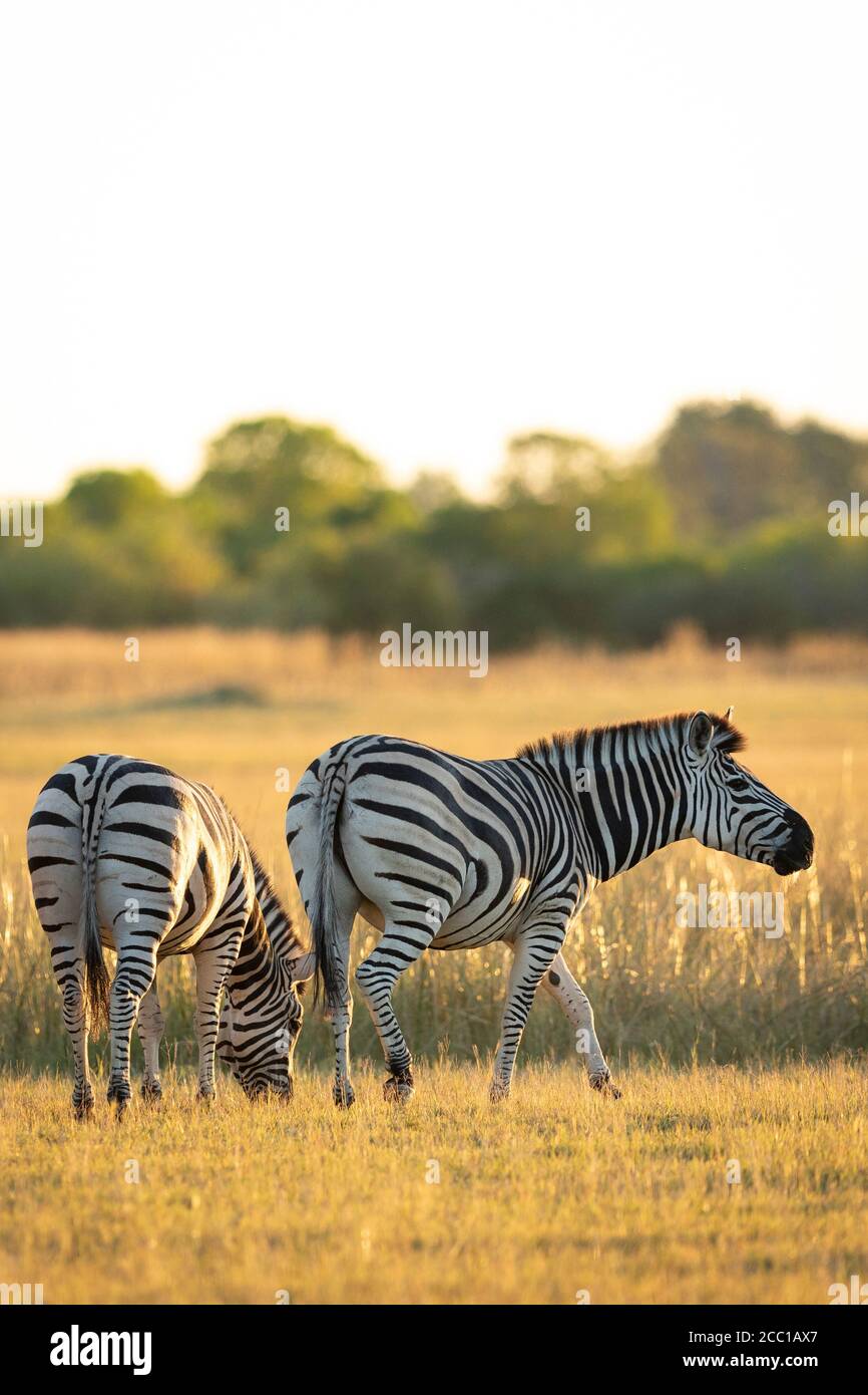 Zwei Zebras fressen Gras in den goldenen Ebenen des Moremi Reservats Im Okavango Delta in Botswana Stockfoto