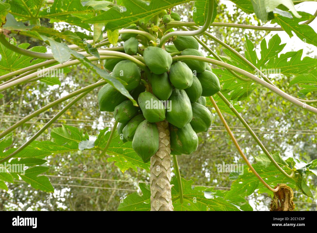 Die Papaya ist ein kleiner, spärlich verzweigter Baum, meist mit einem einzelnen Stamm, der 5 bis 10 m hoch wird, mit spiralförmig angeordneten Blättern, die auf die t begrenzt sind Stockfoto