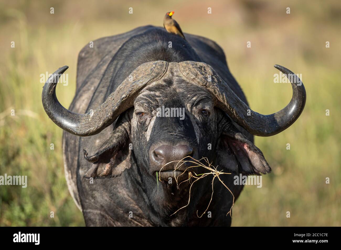 Horizontales Porträt des kopfes des afrikanischen Büffels mit großen Hörnern, die fressen Gras in Masai Mara Kenia Stockfoto