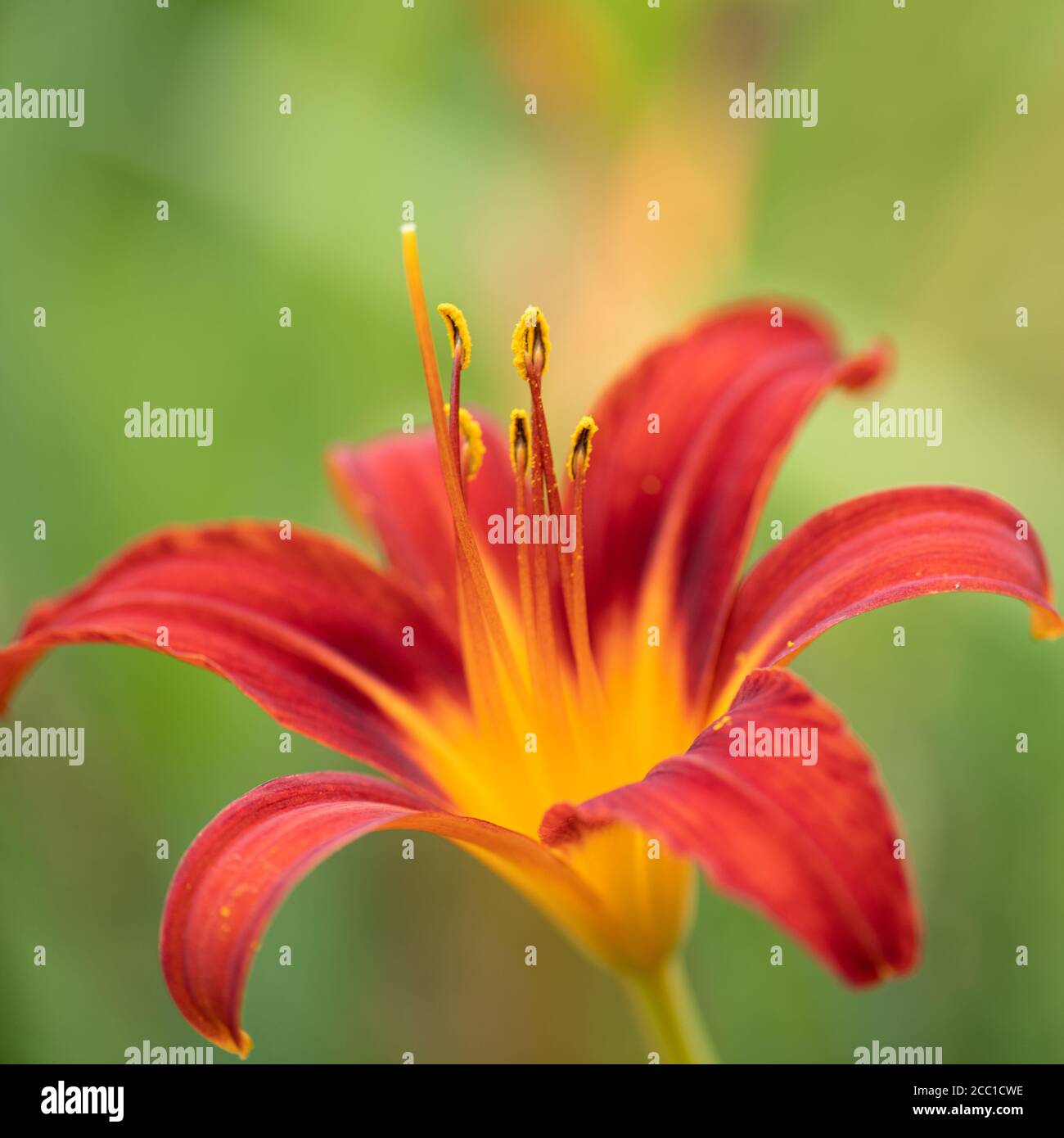 Nahaufnahme der Hemerocallis fulva, der orangen Taglilie, Tawny Taglilie, Maissilie, Tiger Taglilie, Fulvous Taglilie oder Grabenlilie Stockfoto