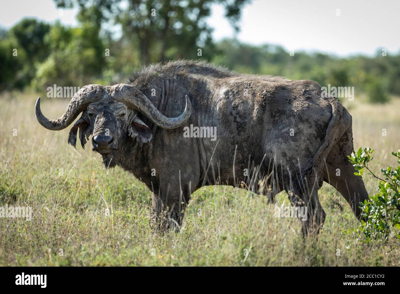 Horizontales Ganzkörperporträt des erwachsenen Kapbüffels im Stehen Grünes Gras in Ol Pajeta in Kenia Stockfoto