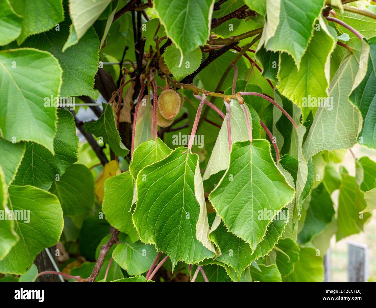 Kiwis hängen vom Kiwi-Busch im Garten Stockfoto