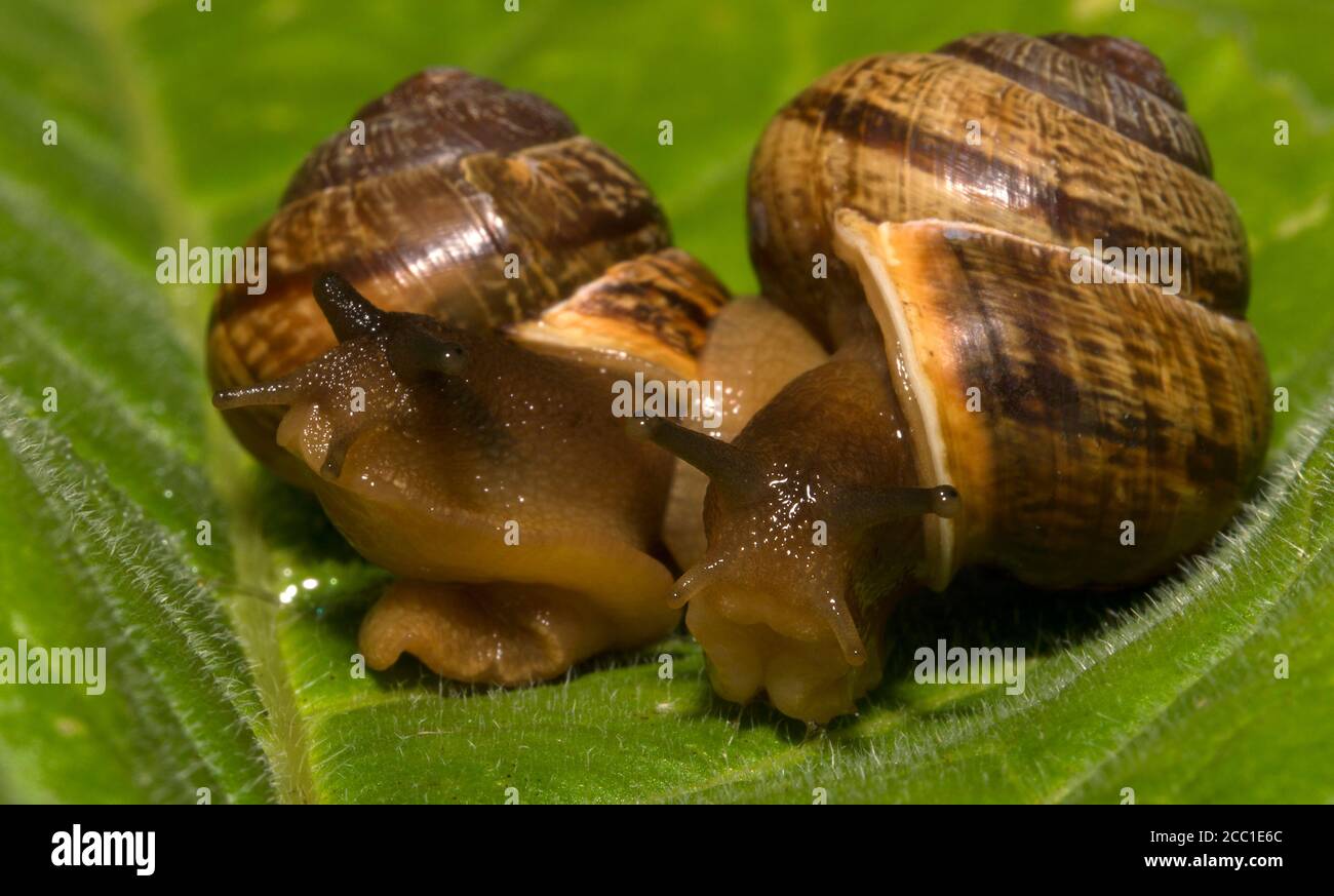 Makroaufnahme von Schnecken auf dem Blatt. Helix pomatia. Stockfoto