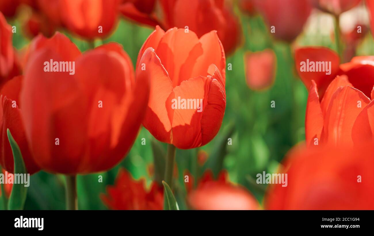 Frühling Tulpe blüht im Garten, romantische und verträumte Stimmung, üppige Lava und aqua menthe Farben, das Konzept der Jugend und Wachstum Stockfoto