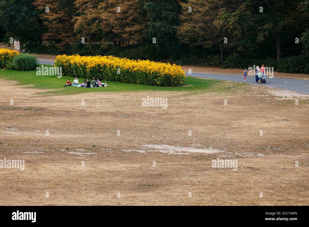 Bonn, Deutschland. August 2020. Die Sommerhitze und der Mangel an Regen ließen weite Teile der Parks in der Bonner Rheinaue verwelken und verursachten erhebliche Platzschäden. Bonn, 14.08.2020 Quelle: dpa/Alamy Live News Stockfoto