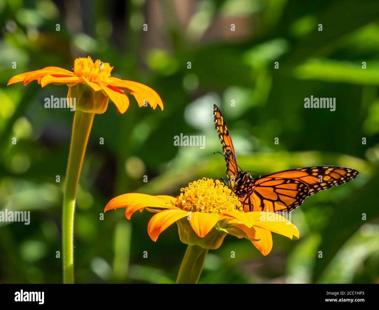 Nahaufnahme eines Monarchen-Schmetterlings, Danaus plexippus, auf einer Blume Stockfoto