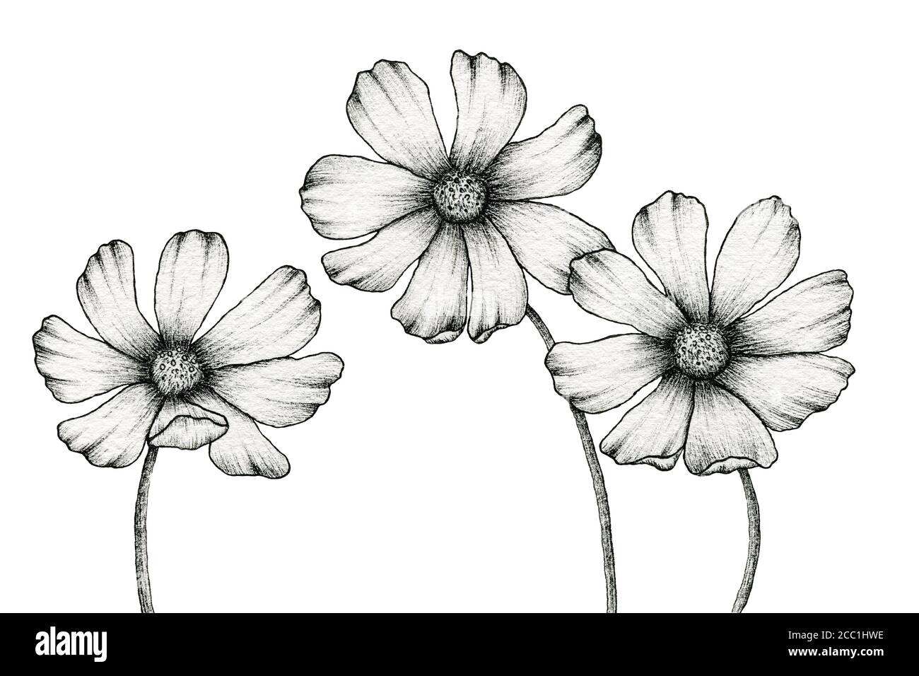 Monochrome Kosmos Blumen Zeichnung isoliert auf weiß, florale Tinte Linie Kunst Illustration mit vintage Kosmos Blume, realistische Blume Zeichnung Stockfoto