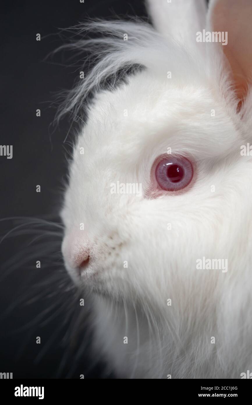 Vertikale Nahaufnahme des Gesichts eines niedlichen Weiß Kaninchen mit einem roten Auge Stockfoto