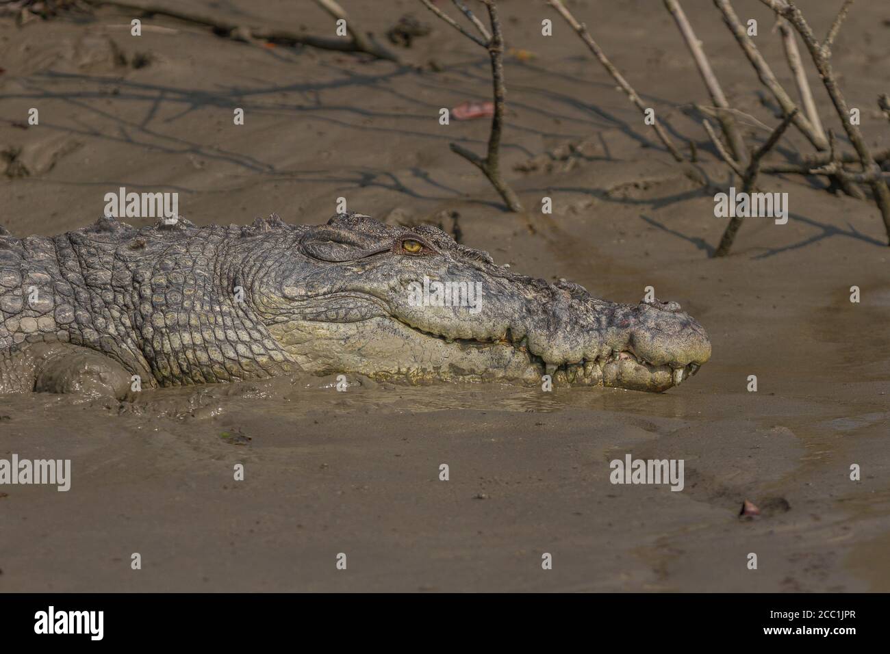 Nahaufnahme eines ausgewachsenen Salzwasser-Krokodils, das sich in der Wintersonne im Sundarban National Park, West Bengal, Indien sonnt Stockfoto