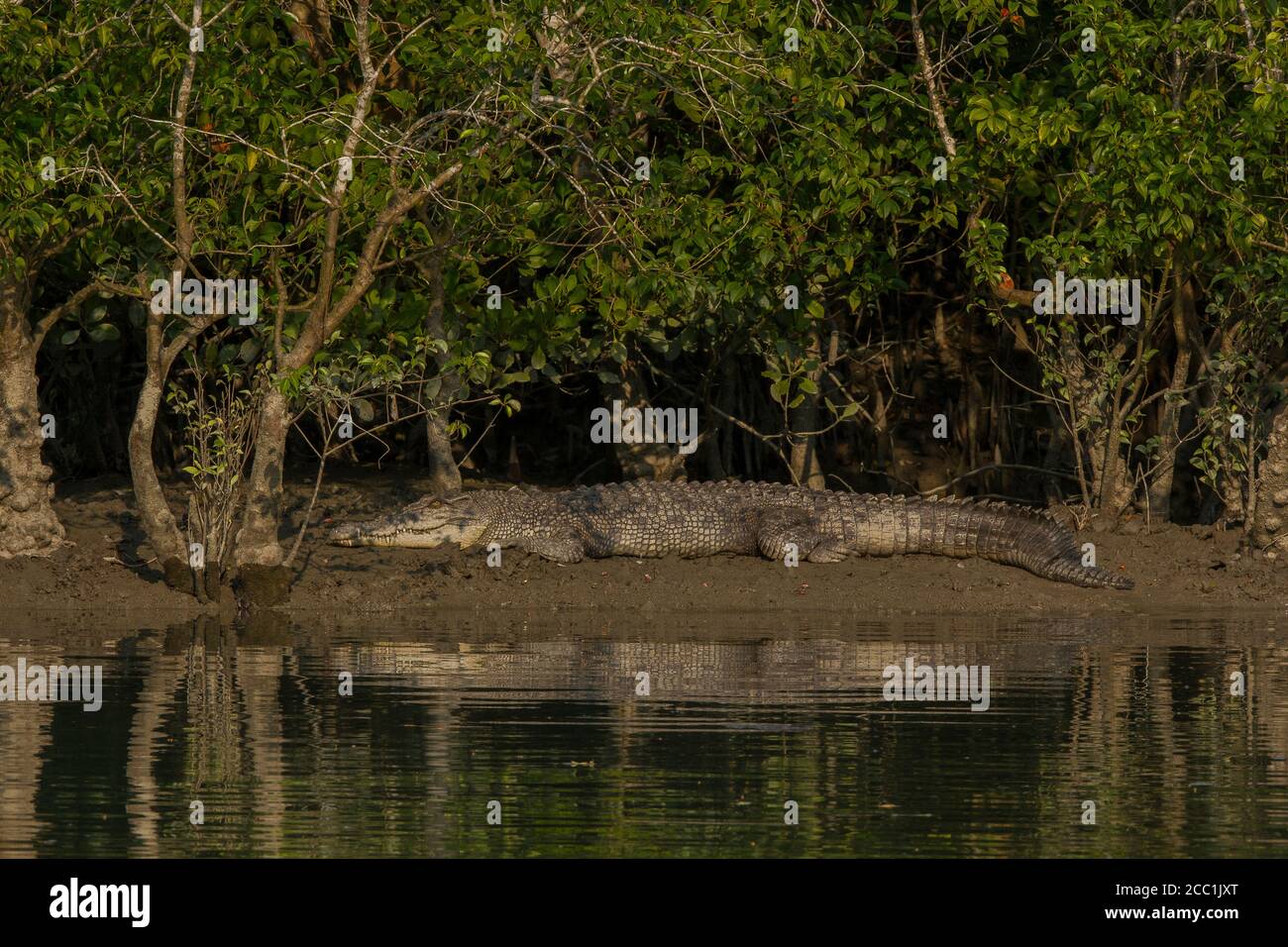 Salzwasser Krokodil sonnen sich in der Abendsonne während einer Flut im Sundarban National Park, West Bengal, Indien Stockfoto